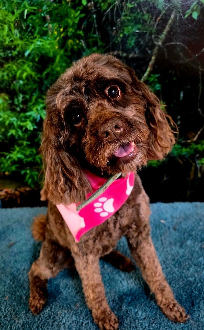 Brown curly-haired dog wearing a pink bandana sitting on a blue surface