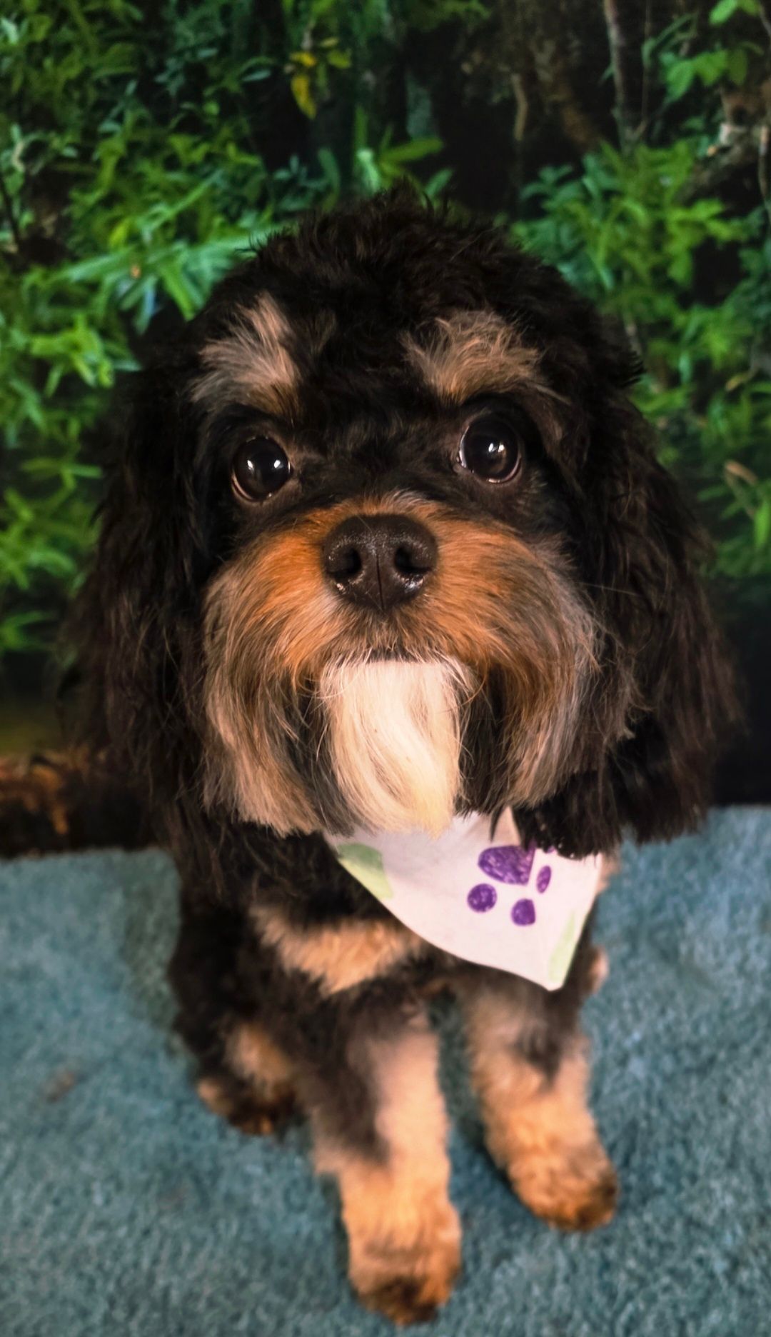 Small black-and-tan dog wearing a white bandana with purple paw prints on a blue blanket