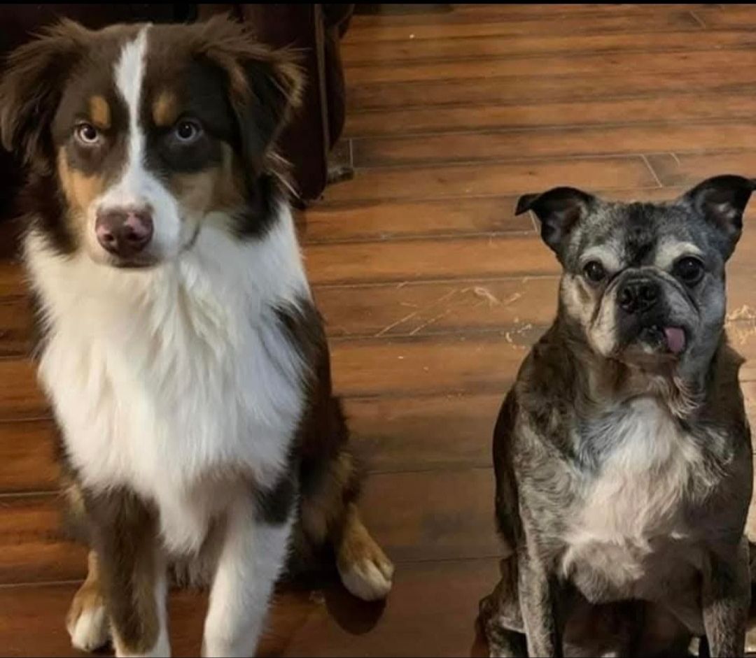 Two dogs sitting on a wooden floor, a fluffy brown-and-white dog and a small brindle dog.