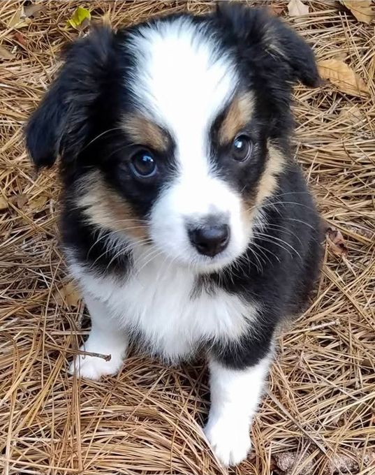 Two dogs sitting on a wooden floor, one brown-and-white and one small dark brown