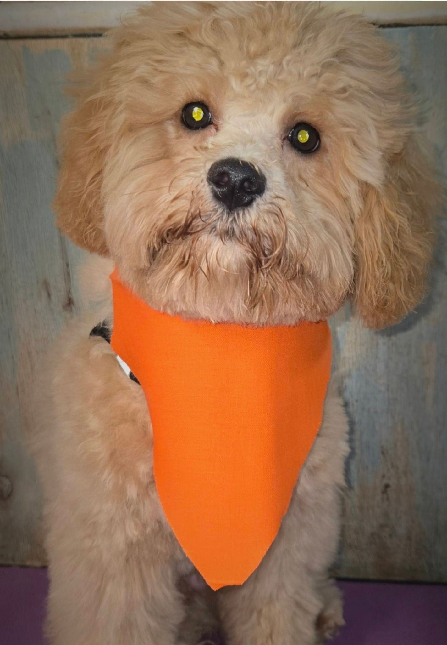 Small fluffy tan dog wearing a bright orange bandana, sitting indoors.