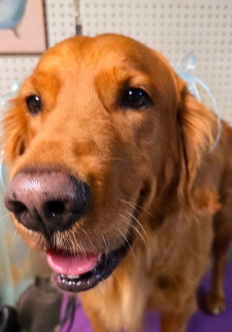 Close-up of a golden retriever with an open mouth and bright eyes indoors