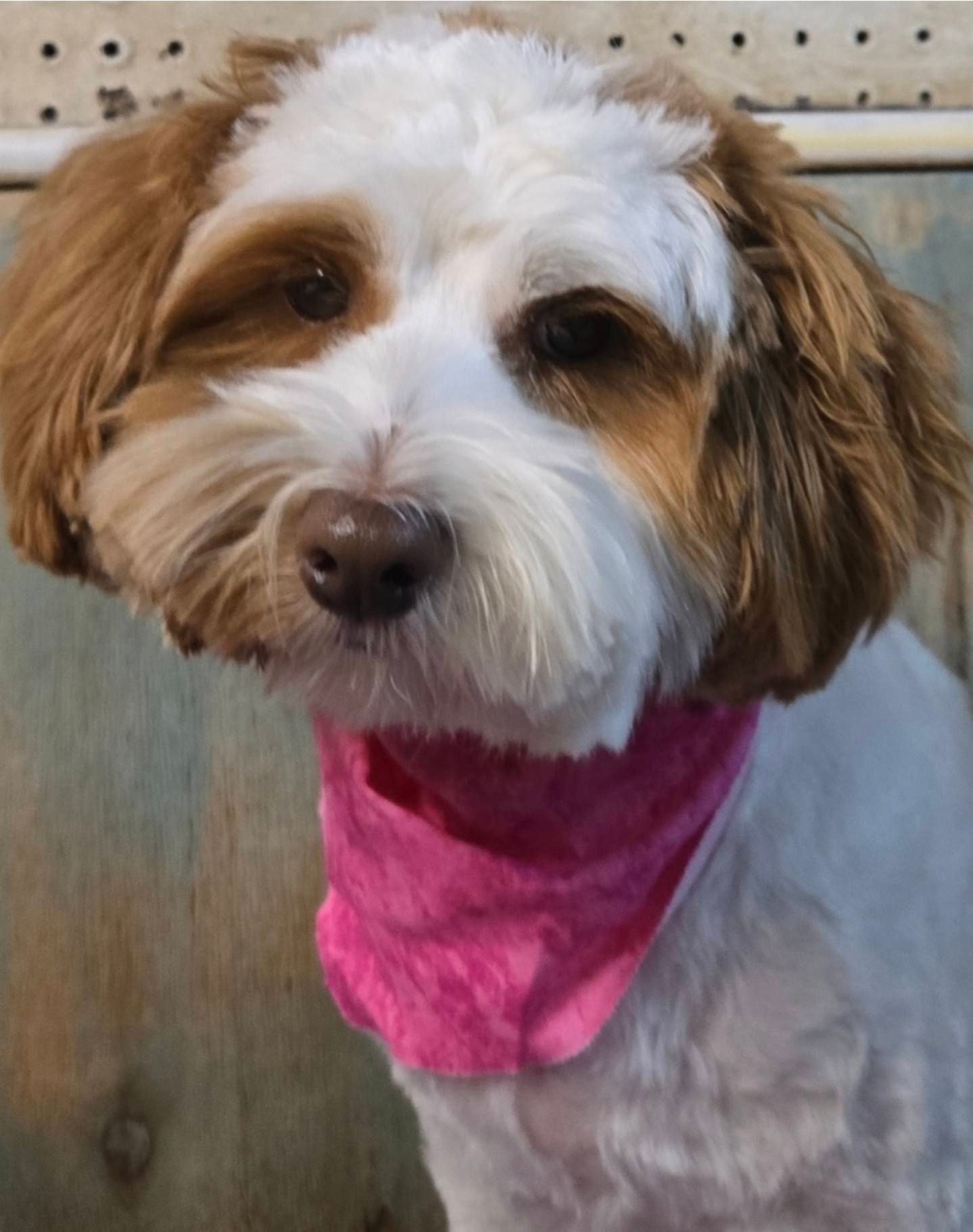 Small brown-and-white dog wearing a bright pink bandana, looking at the camera.