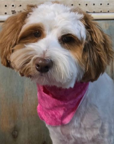 Small brown-and-white dog wearing a bright pink bandana, looking at the camera.