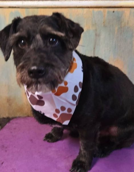 Small black dog wearing a white polka-dot bandana, sitting on a purple mat