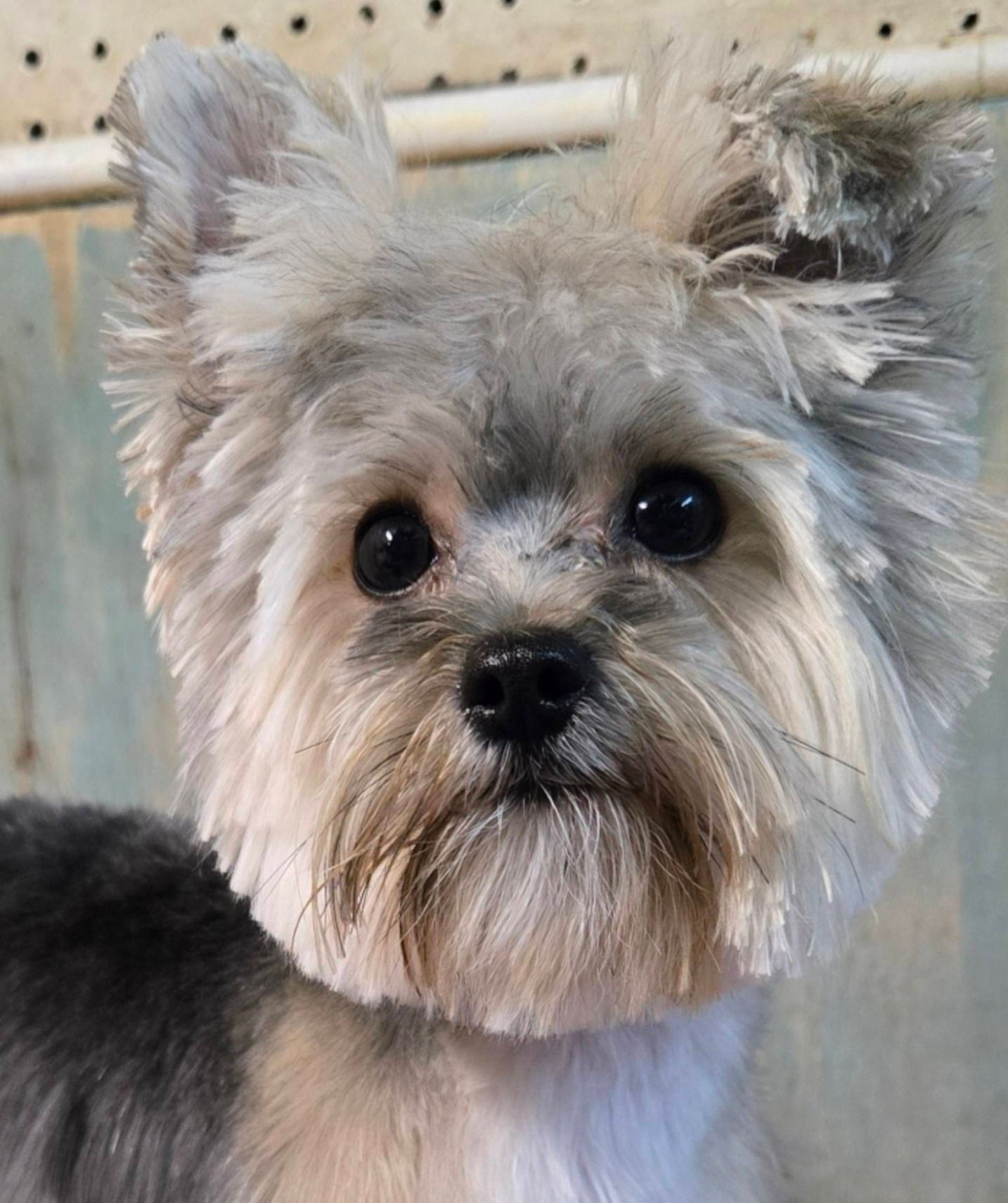 Small gray terrier with dark eyes, close-up against a neutral indoor background