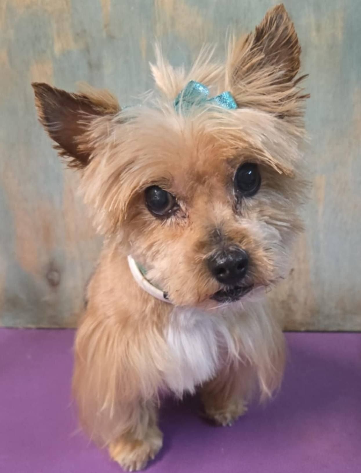 Small tan and white dog with upright ears, standing on a purple surface against a muted backdrop.