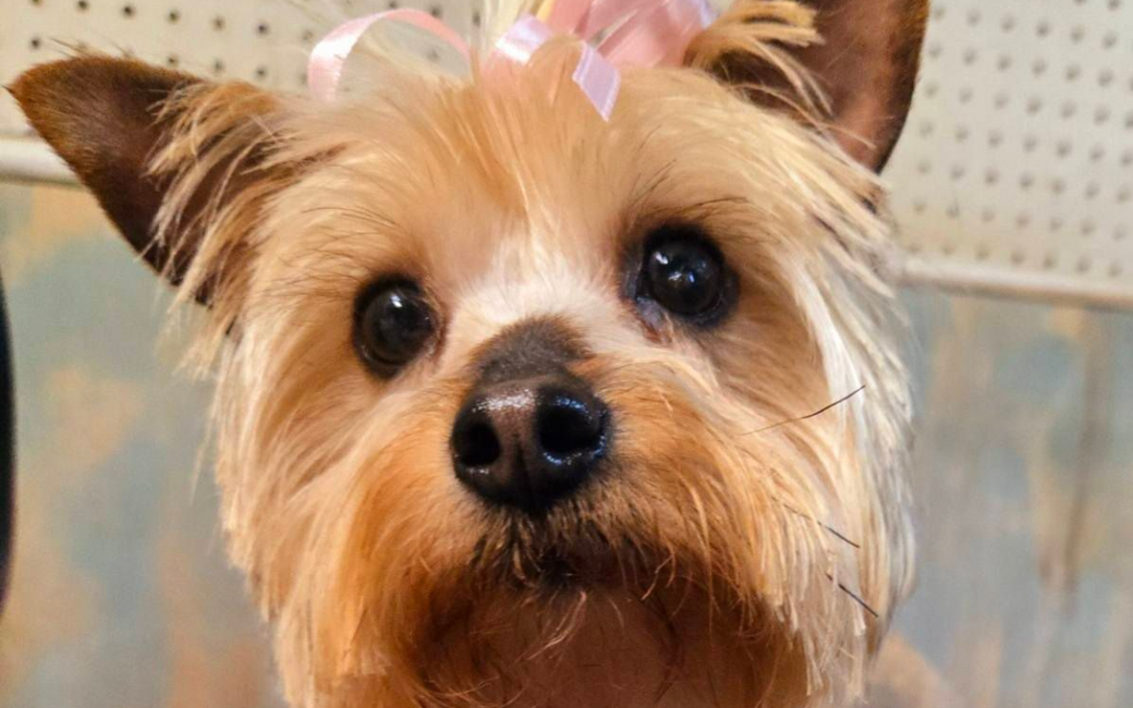 Small tan Yorkshire terrier with a pink bow, looking at the camera.