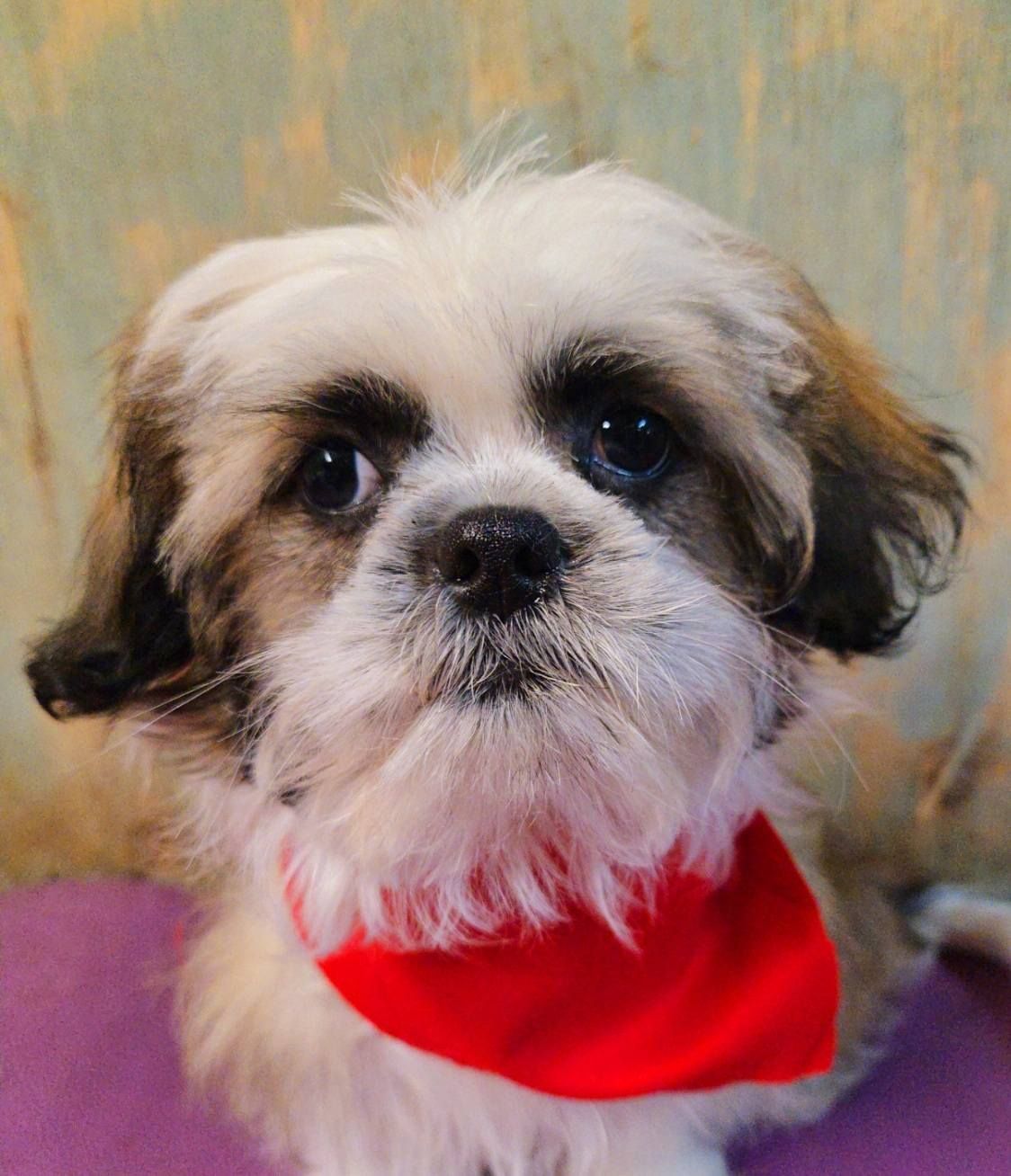Small fluffy white-and-brown dog wearing a bright red bandana, looking at the camera