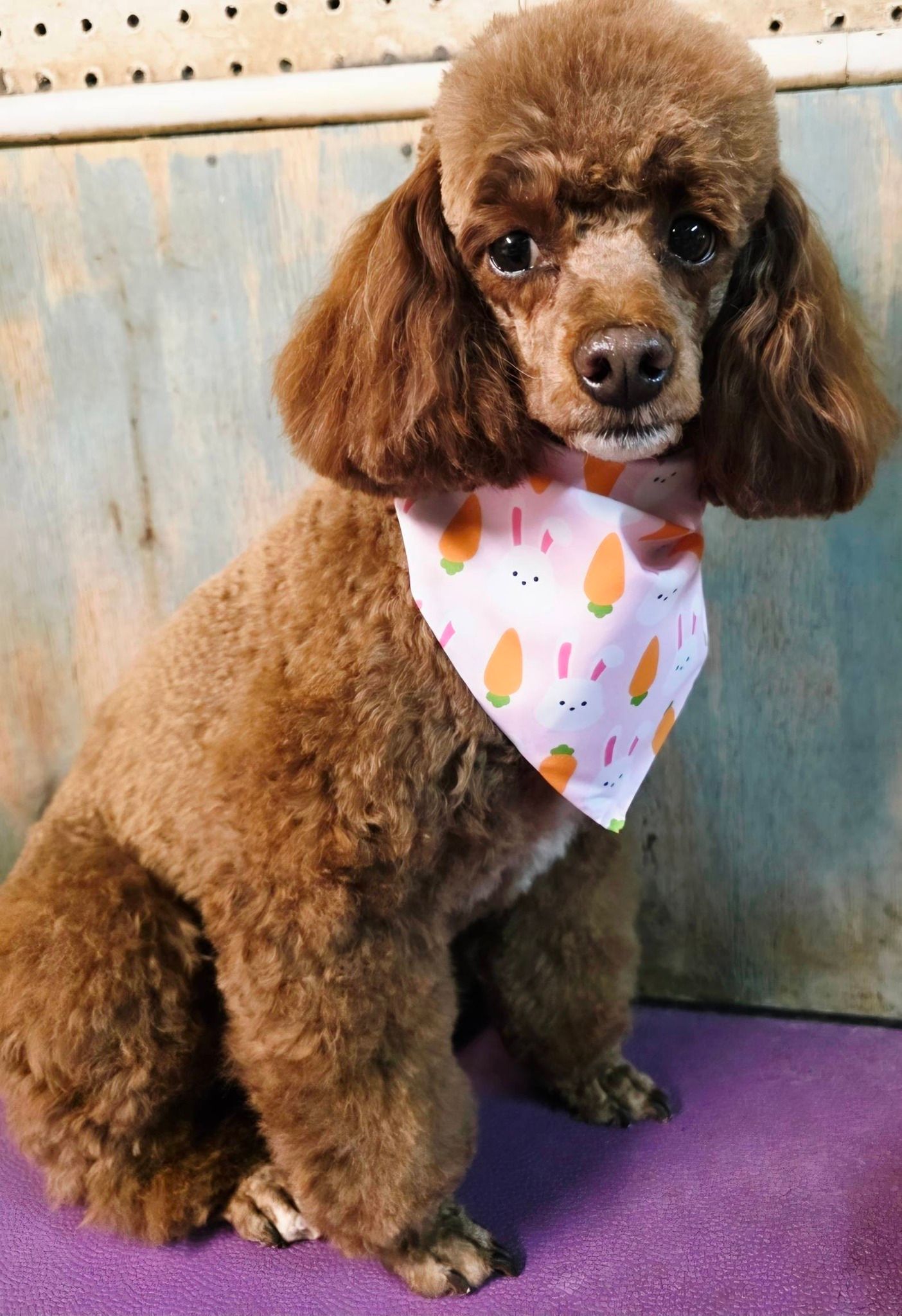 Brown poodle sitting on a purple mat, wearing a white patterned bandana