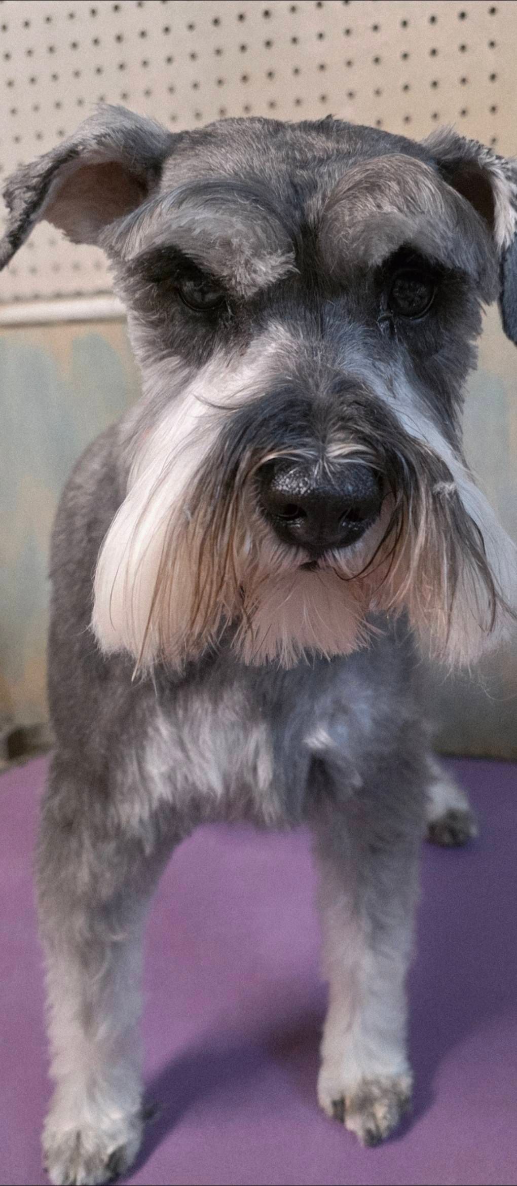 Small gray-and-black dog standing on a purple surface against a pegboard background