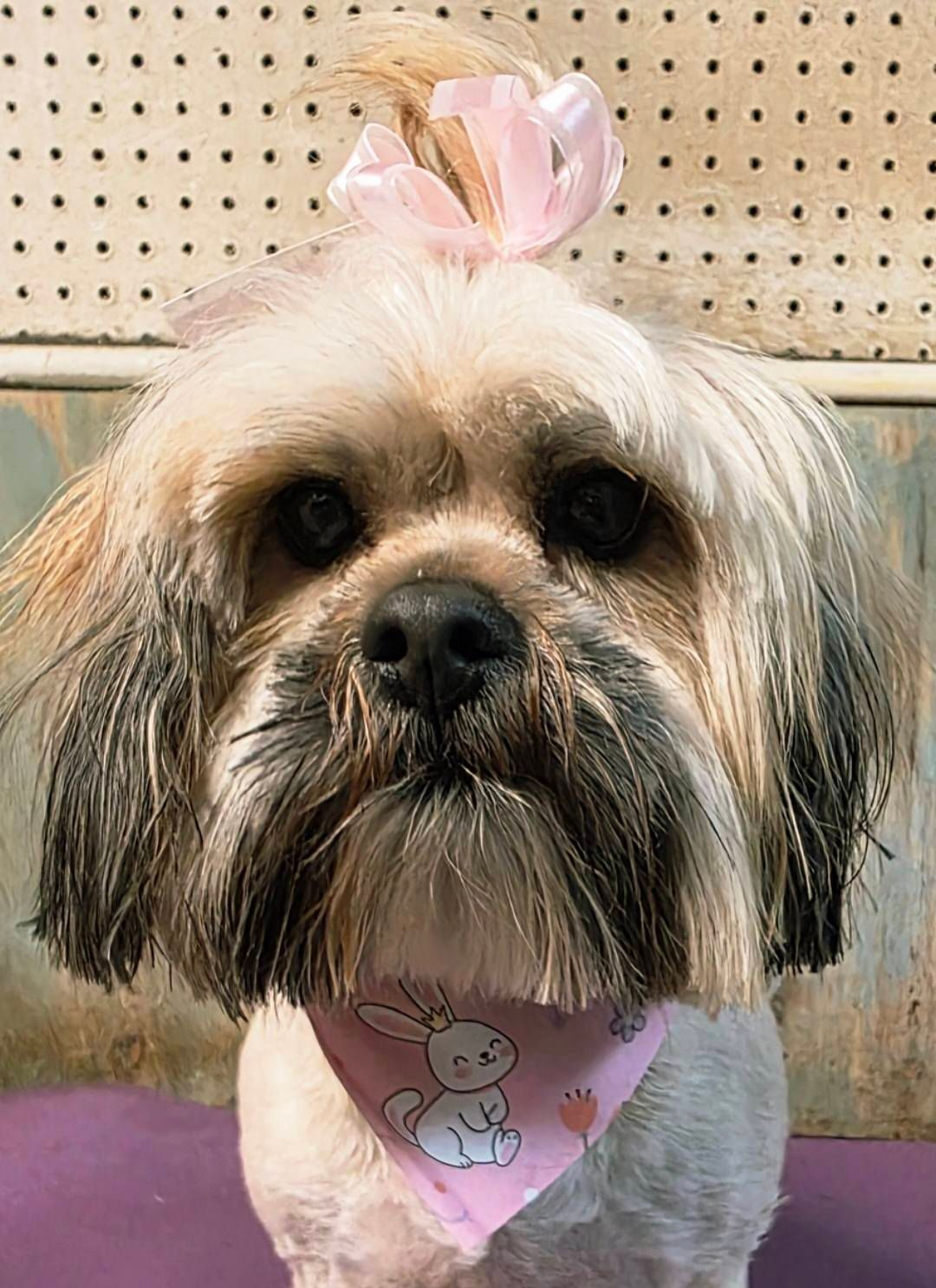 Small fluffy dog with a pink bow and bandana, sitting against a pegboard background.