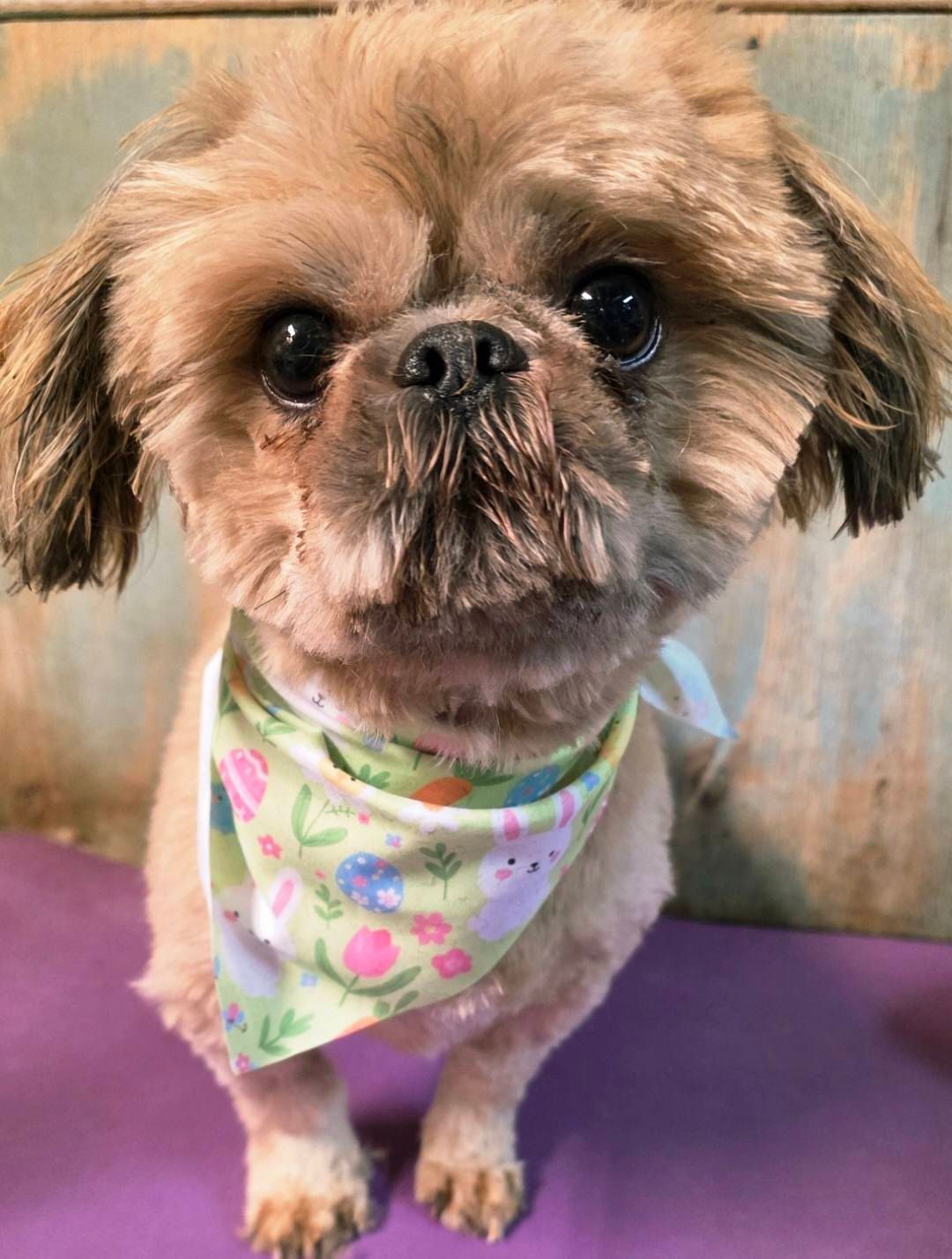 Small brown dog wearing a colorful bandana, standing on a purple mat against a wooden wall.