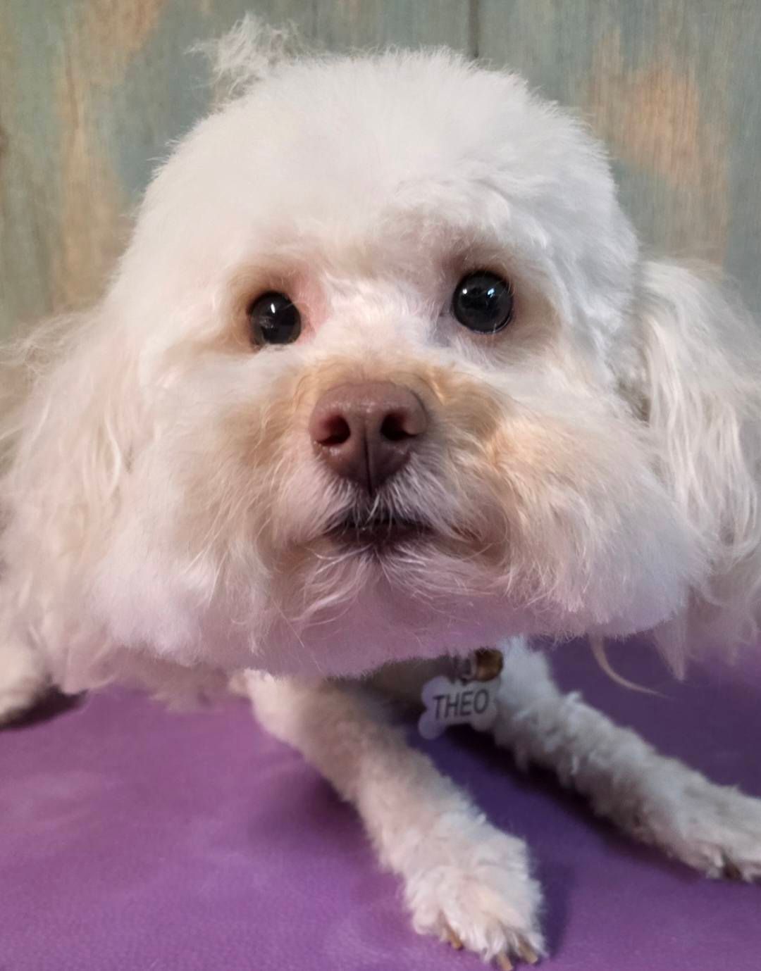 Small white fluffy dog lying on a purple blanket, looking at the camera.