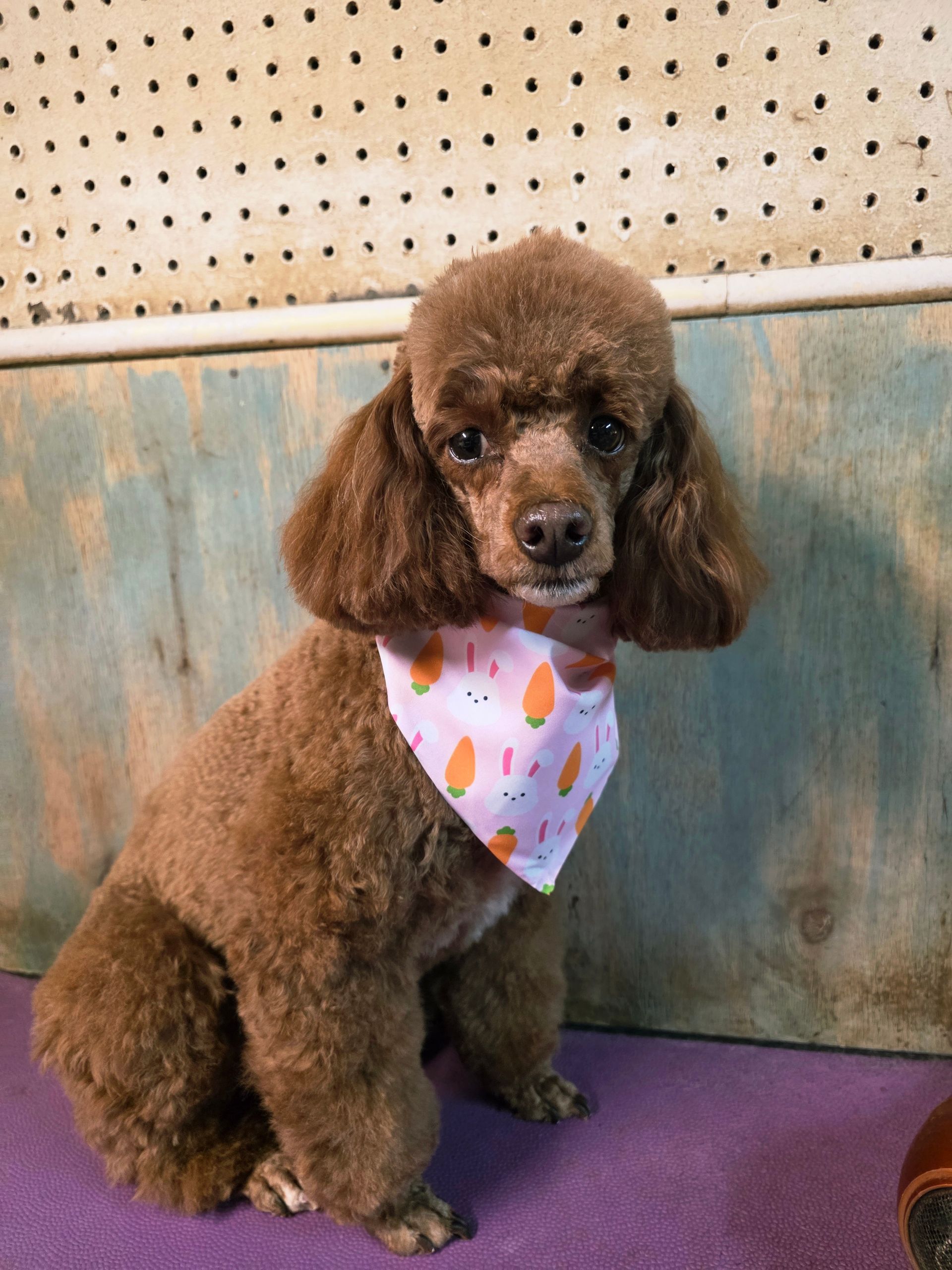 Brown poodle wearing a patterned bandana, sitting on a purple floor against a pegboard wall.