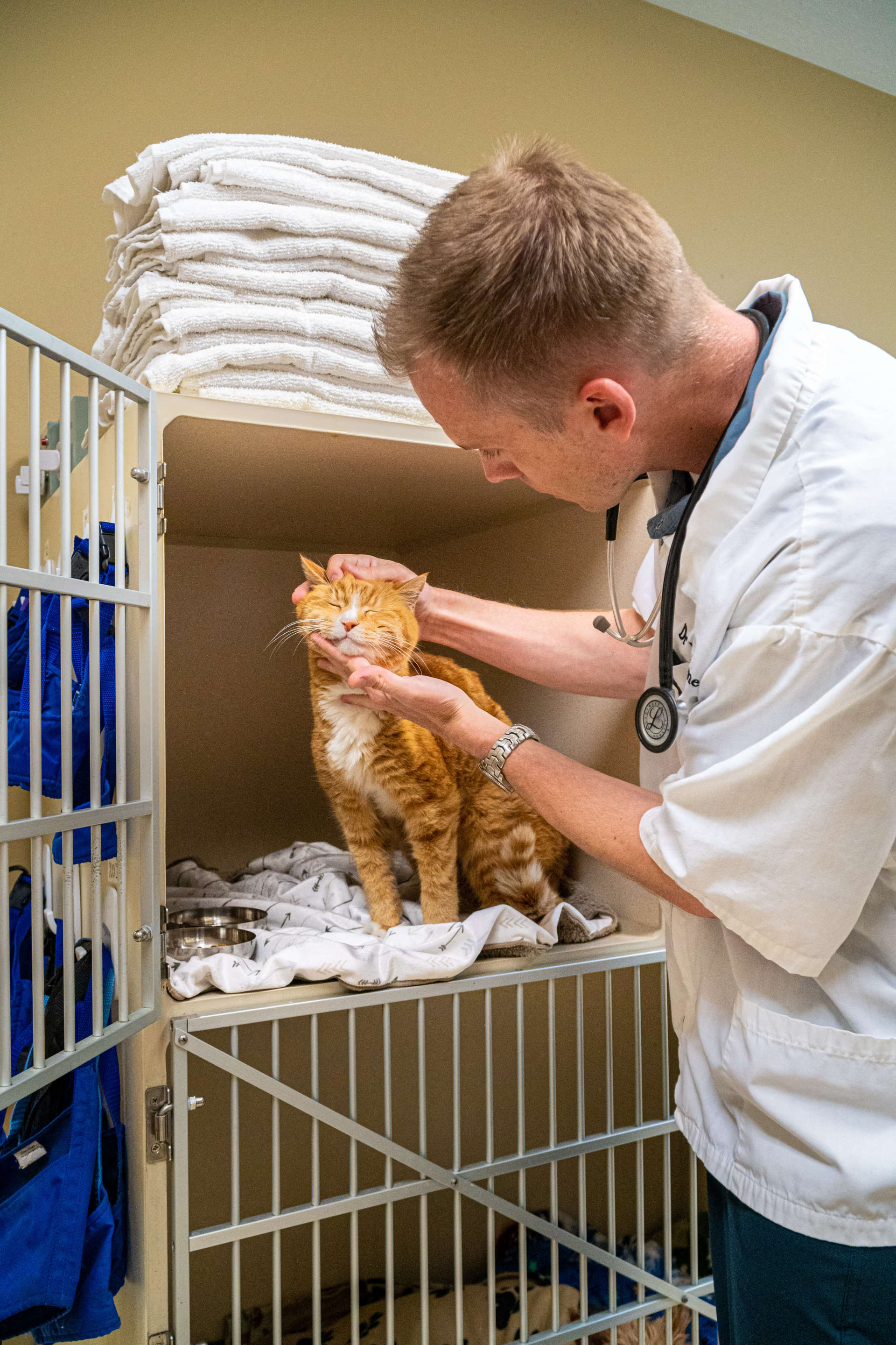 Roy Clinic Animal Care Veterinary Hospitals