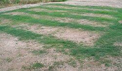 Sewage Waste — Leaching Field Grass in El Dorado & Amador Counties