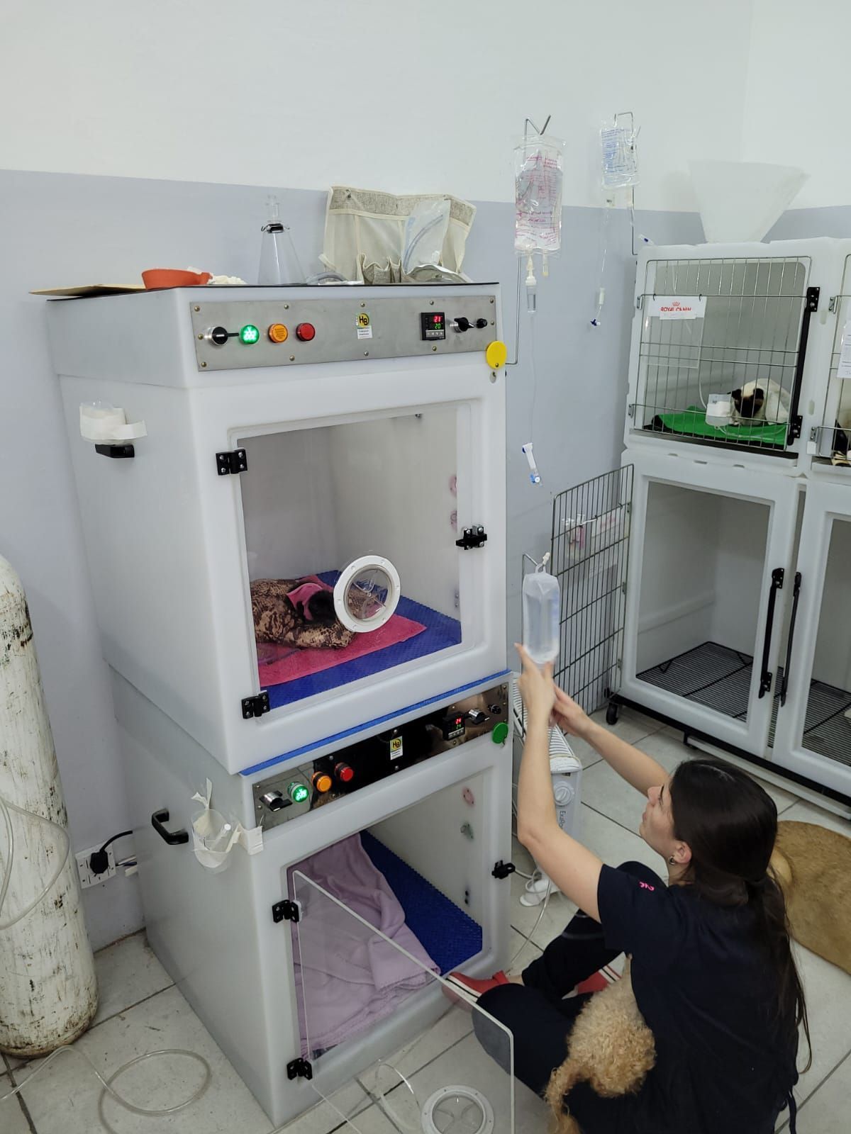 Clinica Veterinaria Bernal