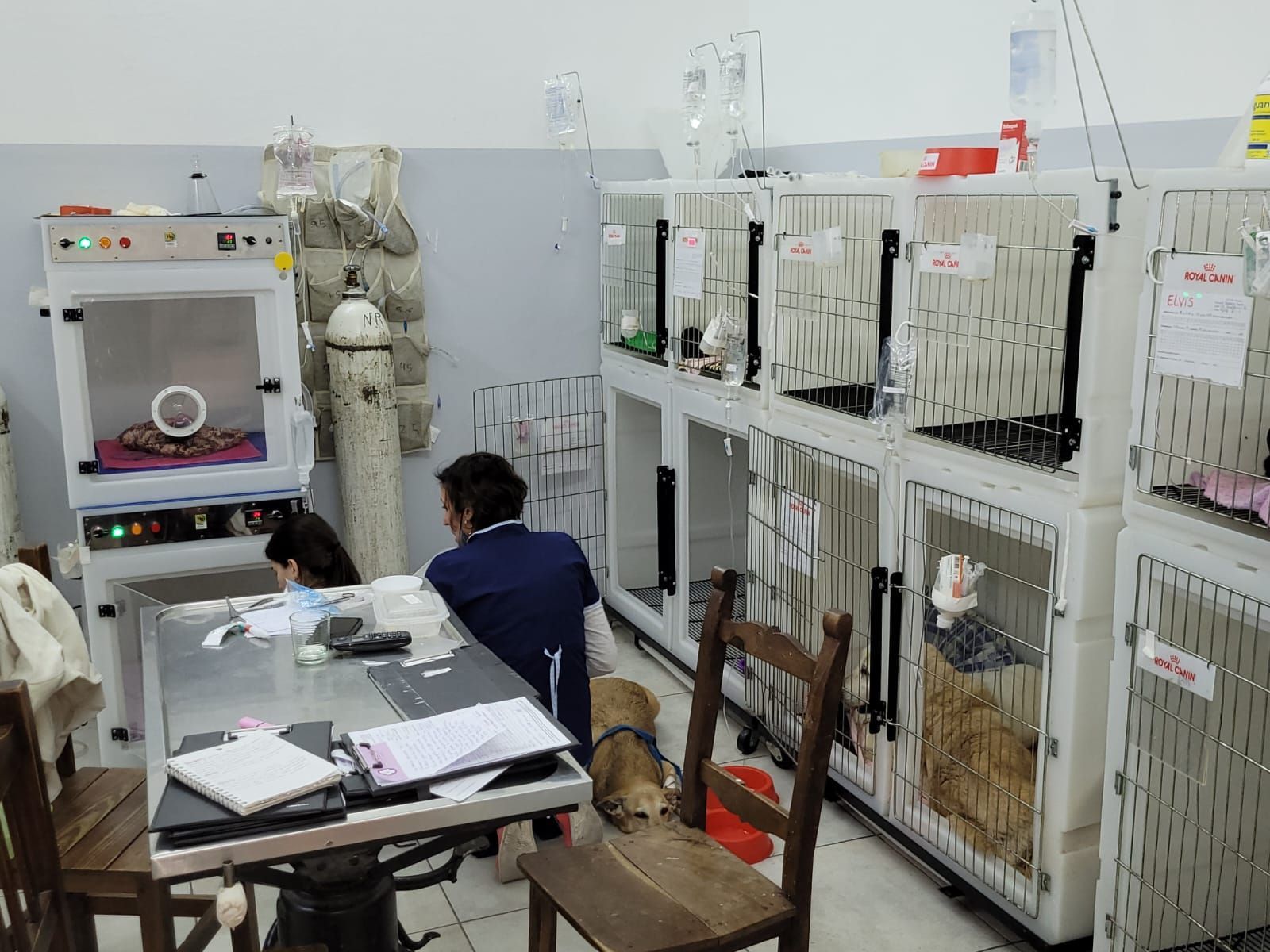 Clinica Veterinaria Bernal