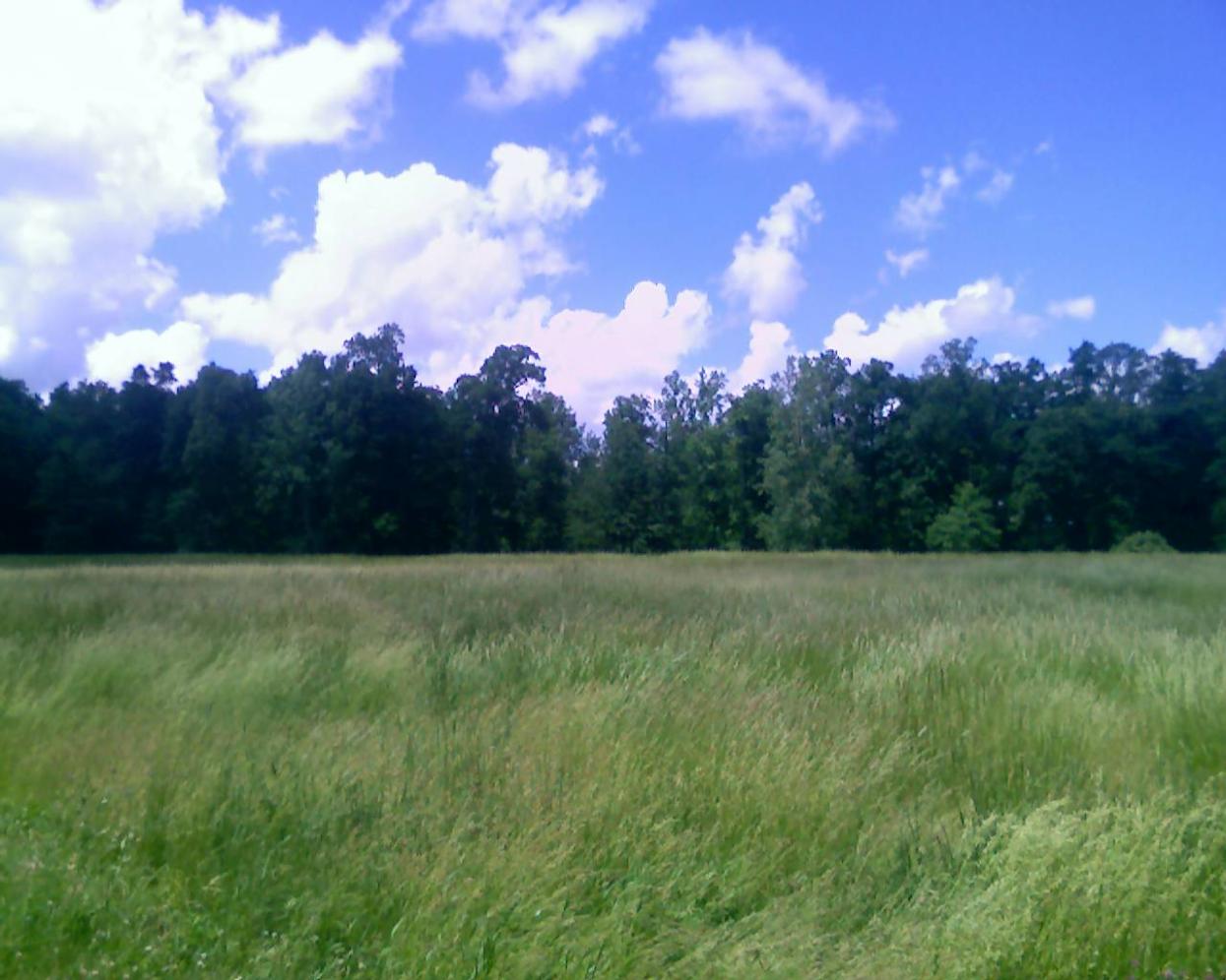 A field with trees in the background and a blue sky with clouds