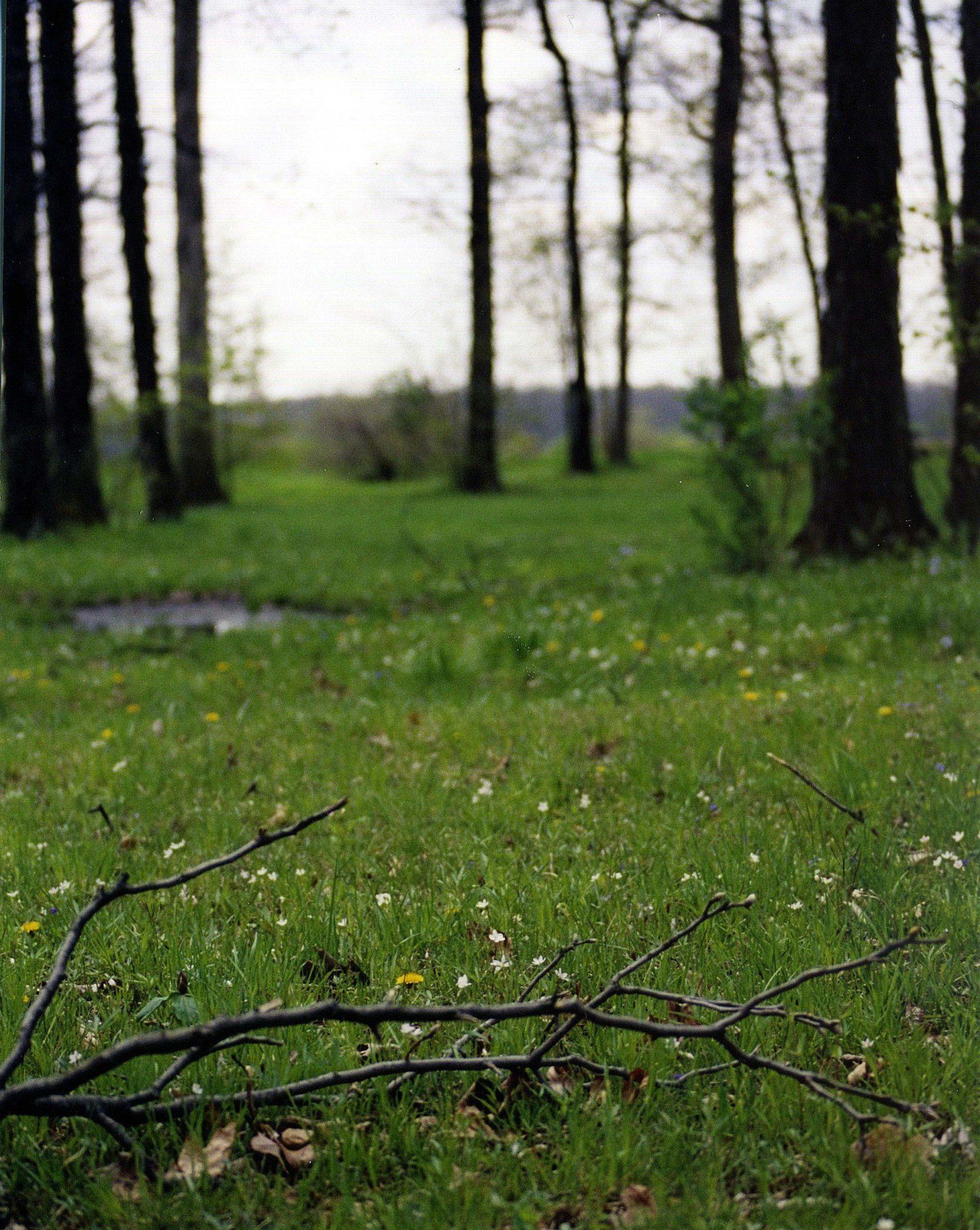 A tree branch is laying in the grass in front of a forest
