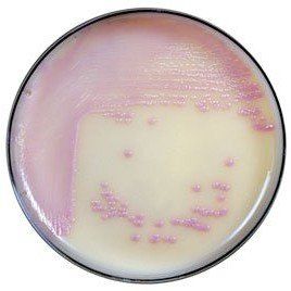 A close up of a plate with a pink and white colored liquid on it.