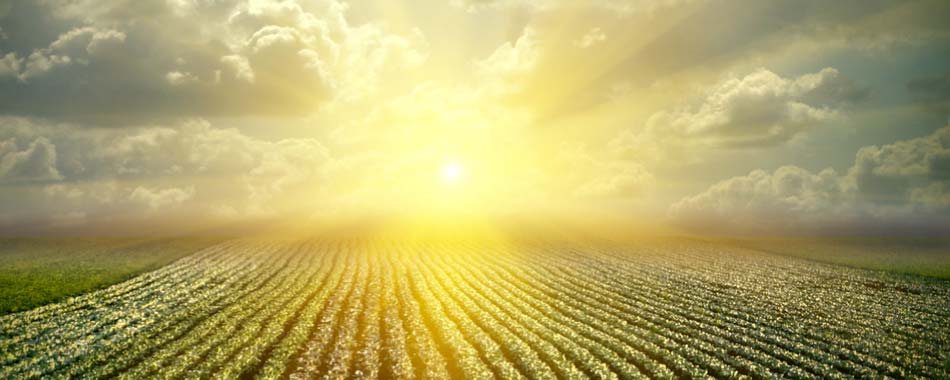 The sun is shining through the clouds over a field of corn.