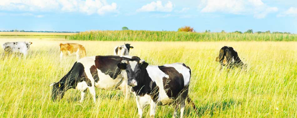 A herd of cows grazing in a grassy field.