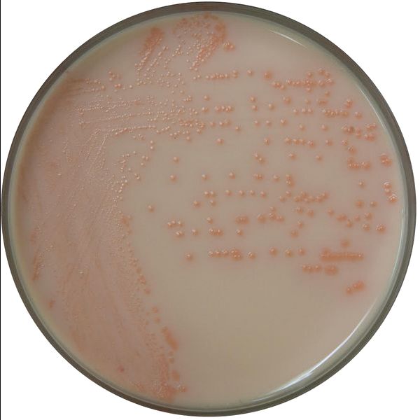 A close up of a plate of milk with bubbles on it