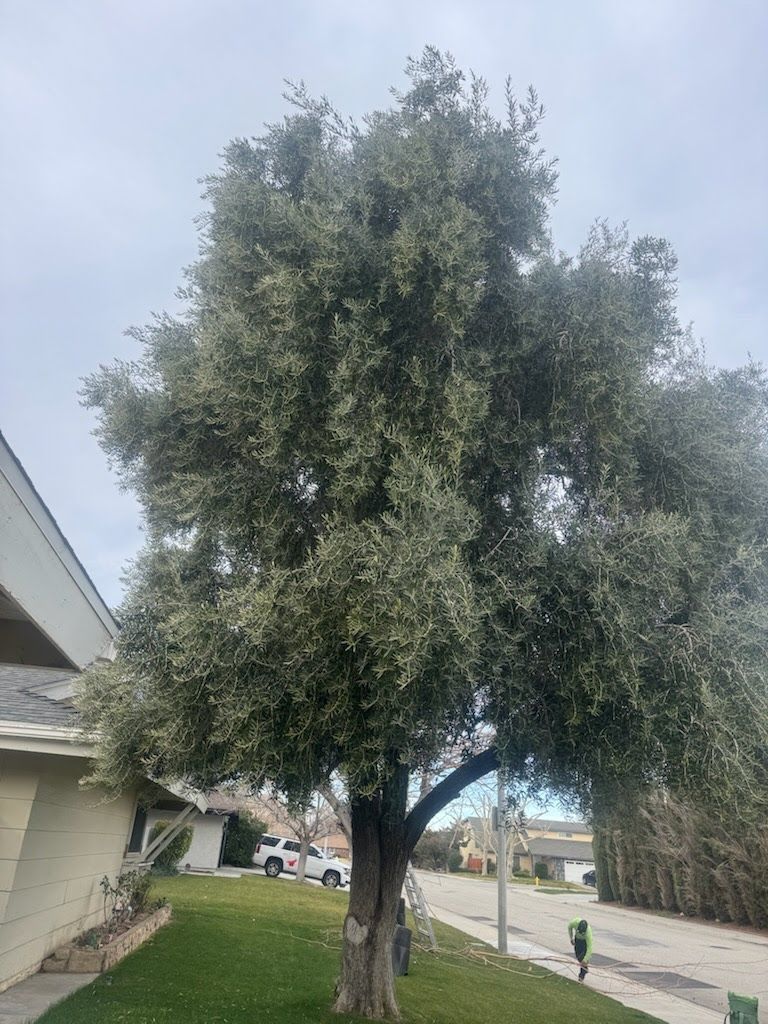 A tall tree with a thick canopy beside a house and sidewalk on a cloudy day.