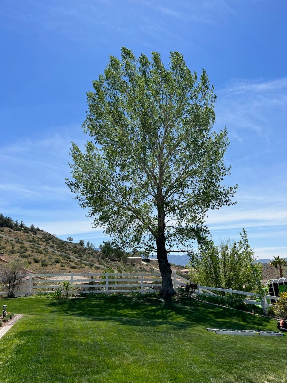 A tall tree with green leaves stands in a grassy yard, a white fence behind it, under a bright blue sky.