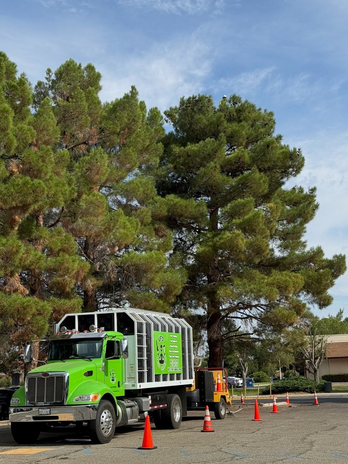Green tree service truck near large evergreen trees under a blue sky. Orange cones line the area.
