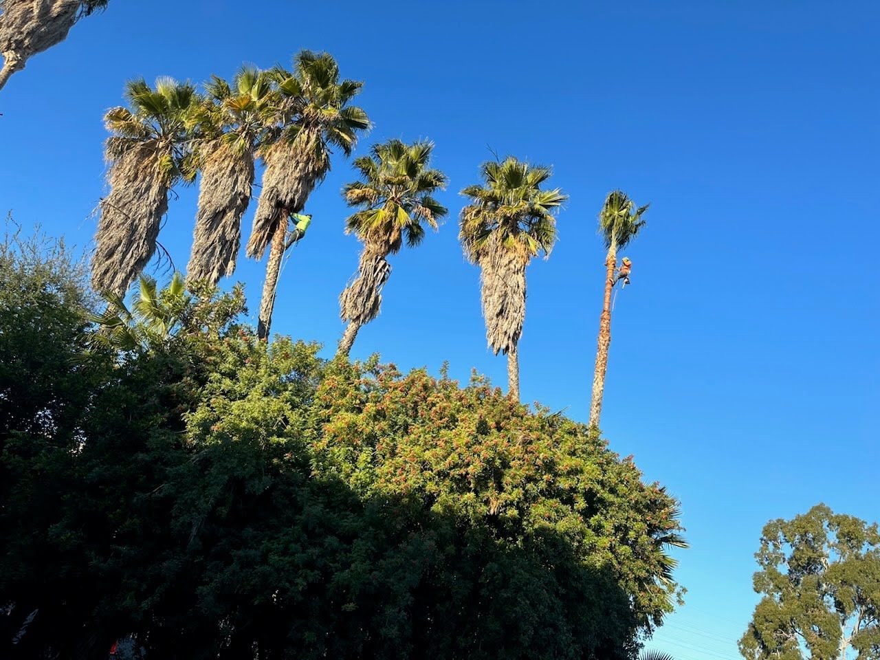 Palm trees atop dense green foliage against a clear blue sky.