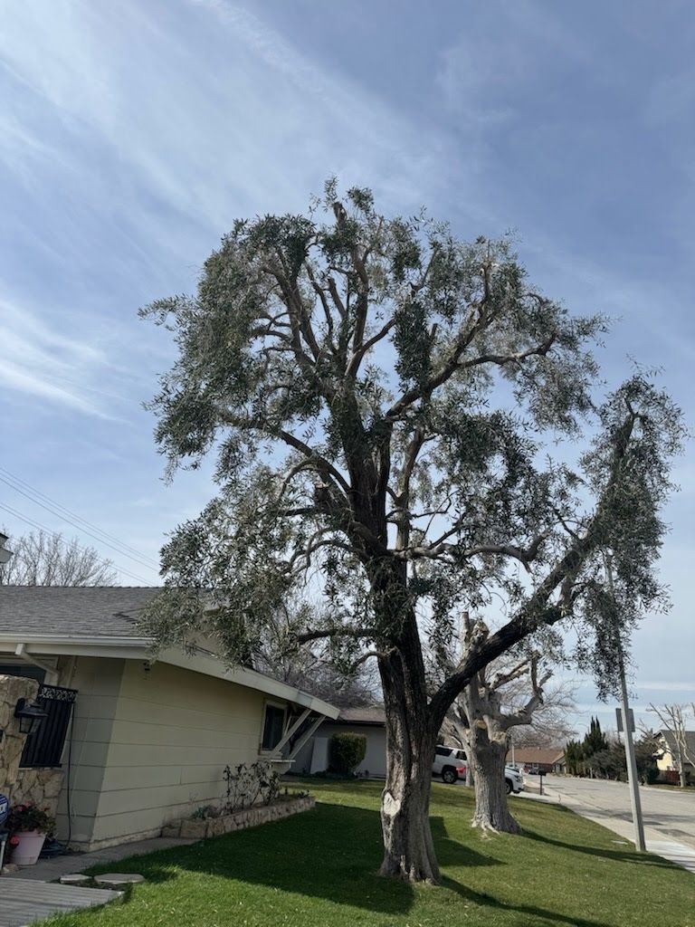 Large tree with gray bark and green foliage in front of a house on a sunny day.