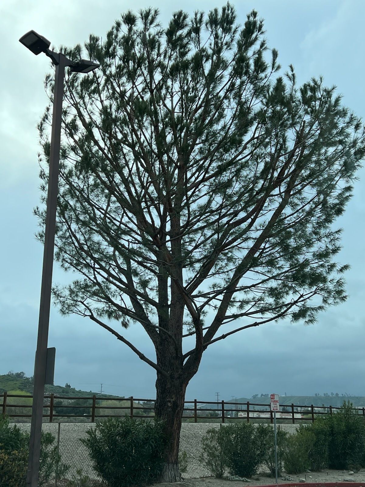 Tall pine tree next to a street light against a cloudy sky.
