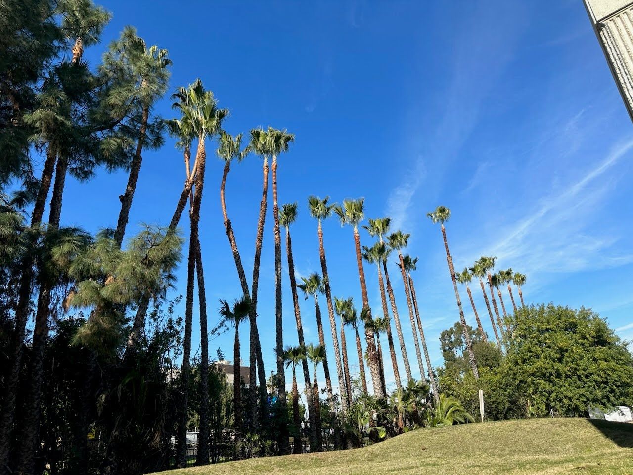 Tall palm trees against a bright blue sky. Green foliage and a grassy hill in the foreground.
