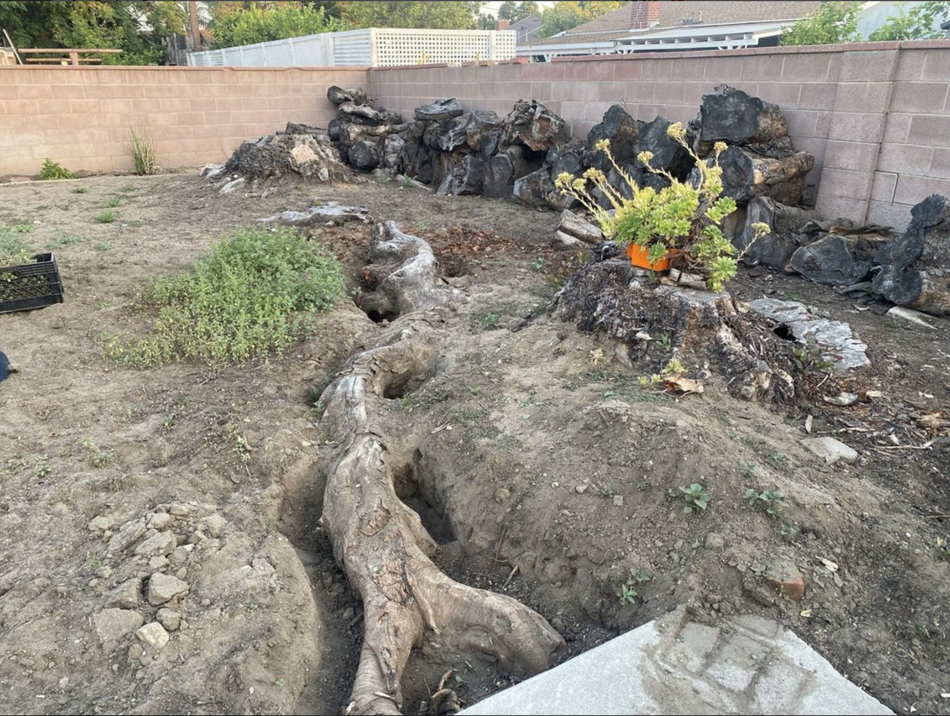 Dry, rocky yard with a gnarled tree root, black lava rocks, and a small flowering plant by a wall.