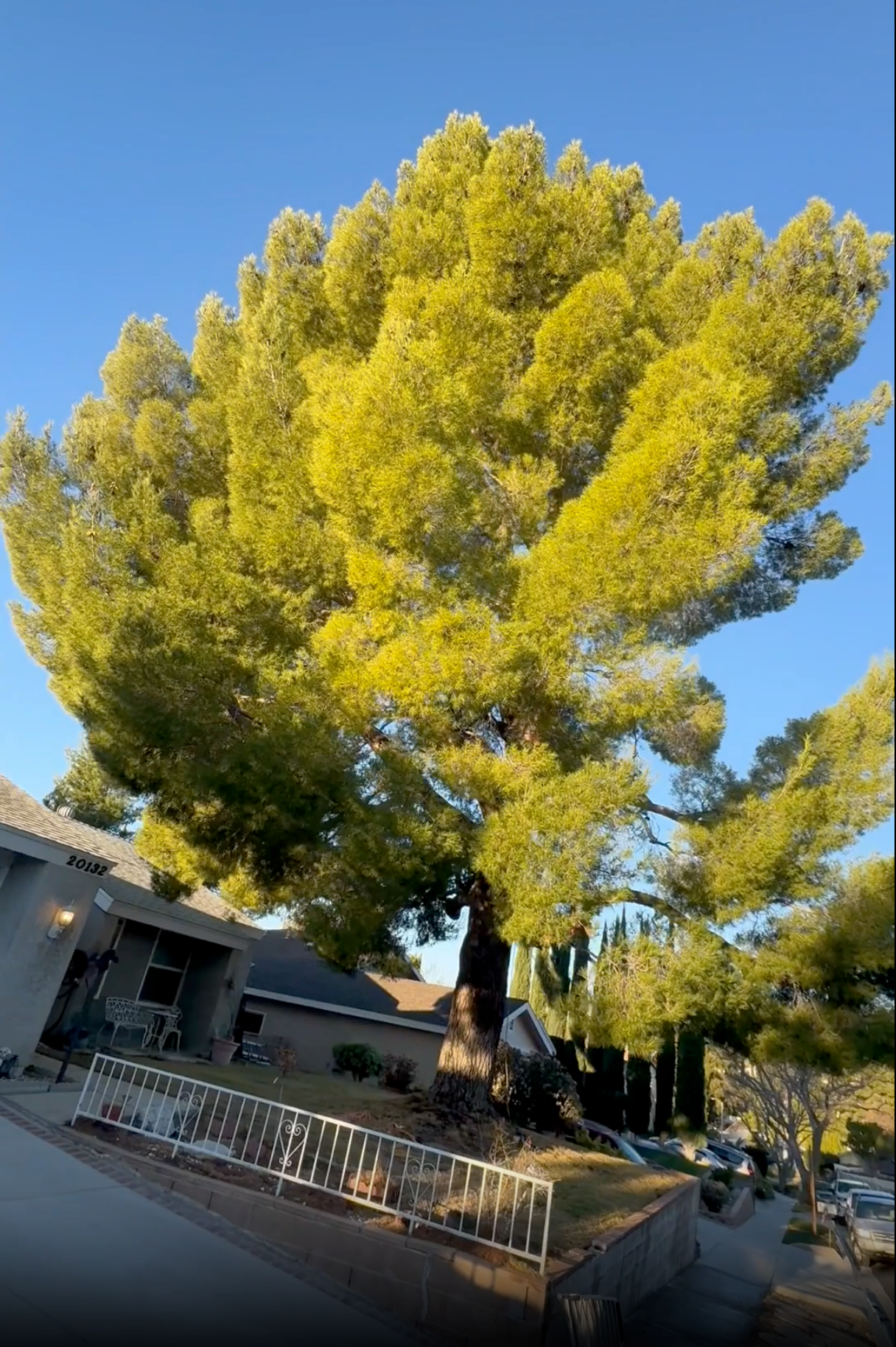 Tall leafy green tree beside a house under a clear blue sky
