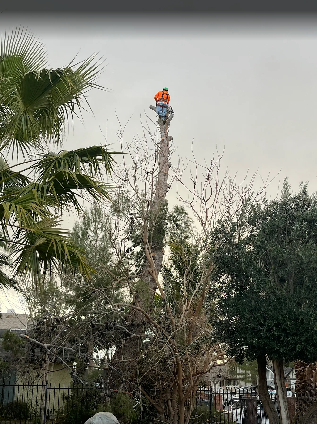 Worker in orange and blue safety gear stands atop a tall tree trunk in a backyard.