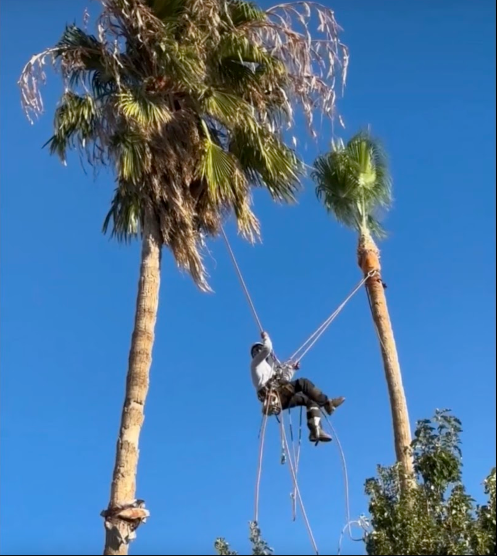 Arborist suspended by ropes trimming a tall palm tree against a clear blue sky.