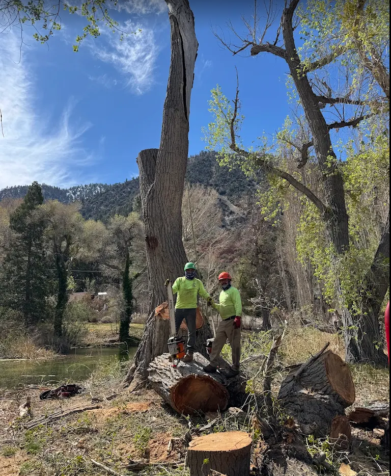 A group of people are standing next to a tree stump in a forest.