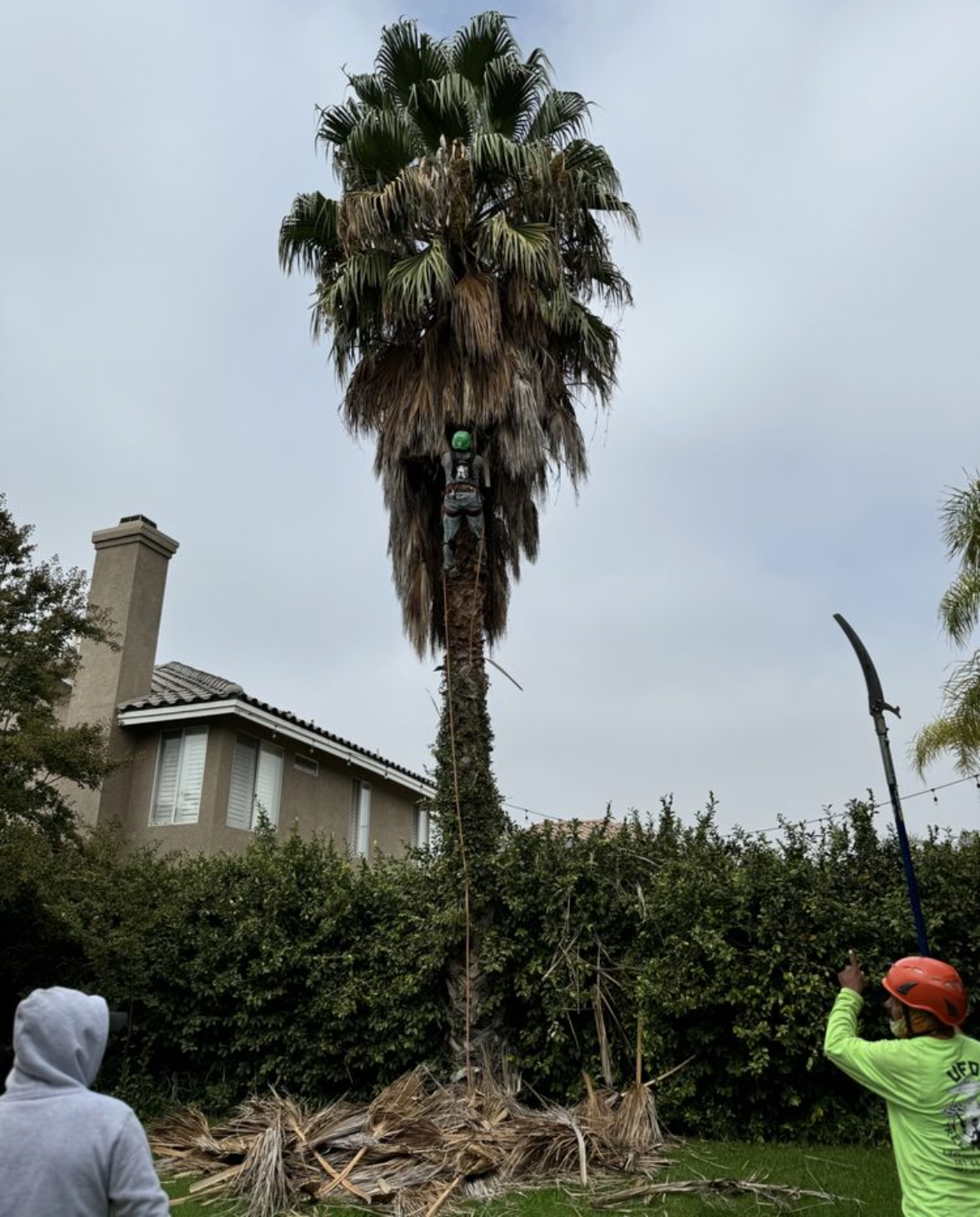 Tall palm tree being trimmed in a suburban yard, with a worker in a hard hat at the lower right.