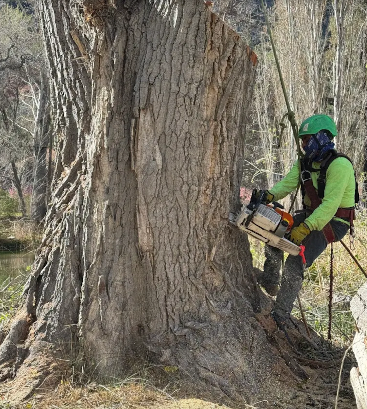 Person in green safety gear using a chainsaw on a large tree trunk outdoors
