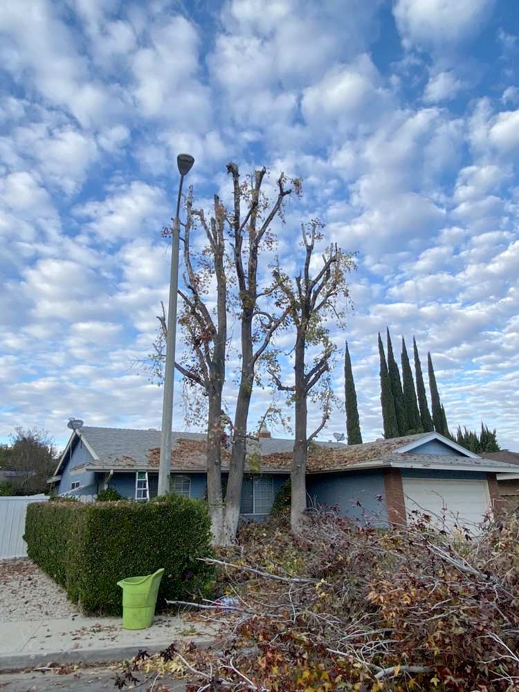 A house with a lot of branches in front of it.