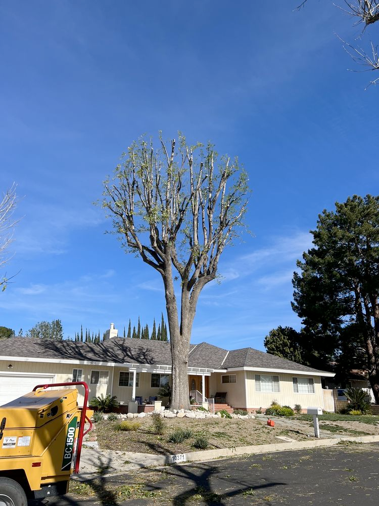 A large tree is being cut down in front of a house.