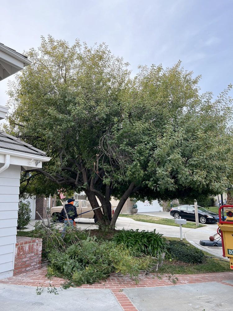 A man is cutting a tree in front of a house.