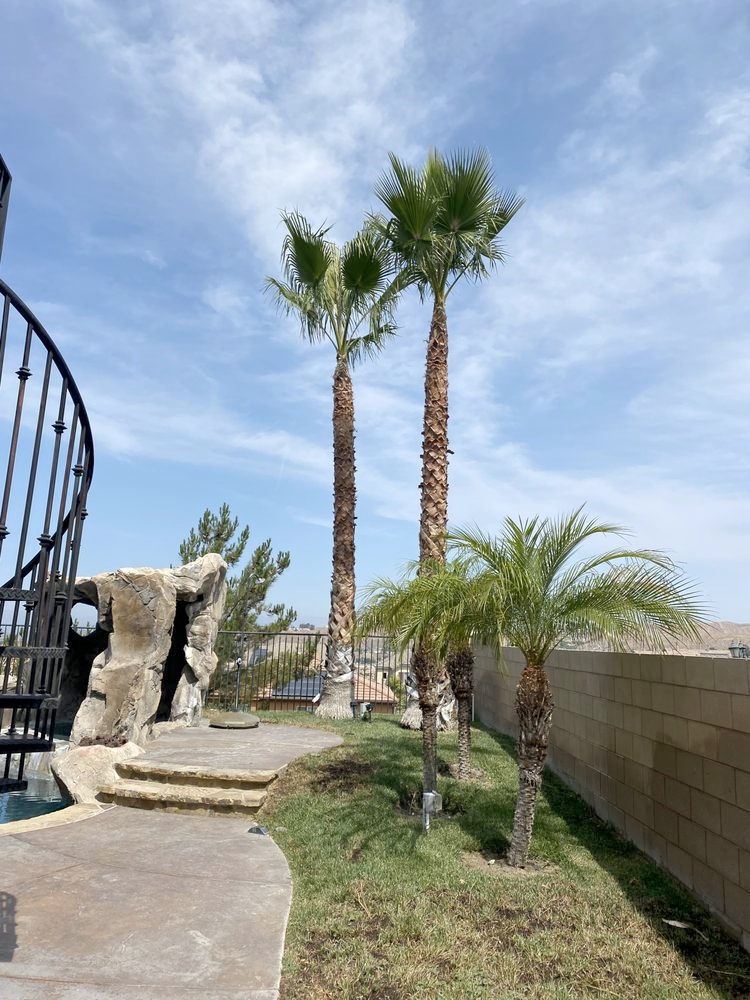 A spiral staircase is surrounded by palm trees in a yard.