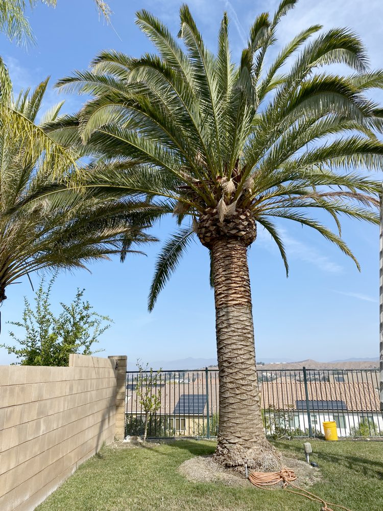 Two palm trees are standing next to each other in front of a fence.
