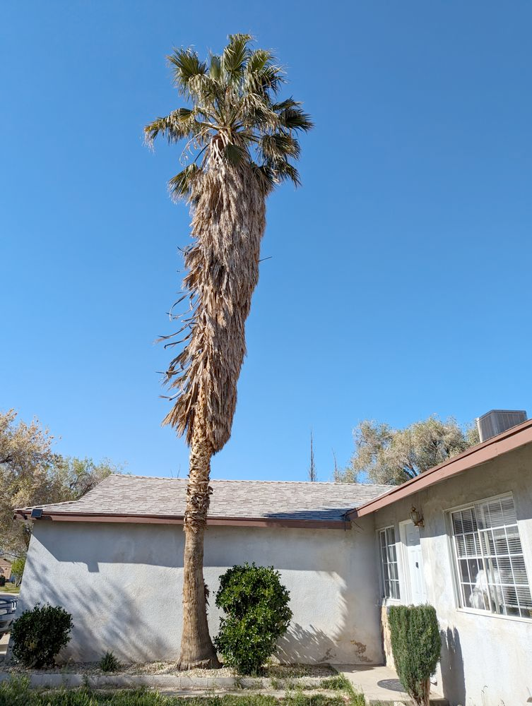 A palm tree is standing in front of a house on a sunny day.