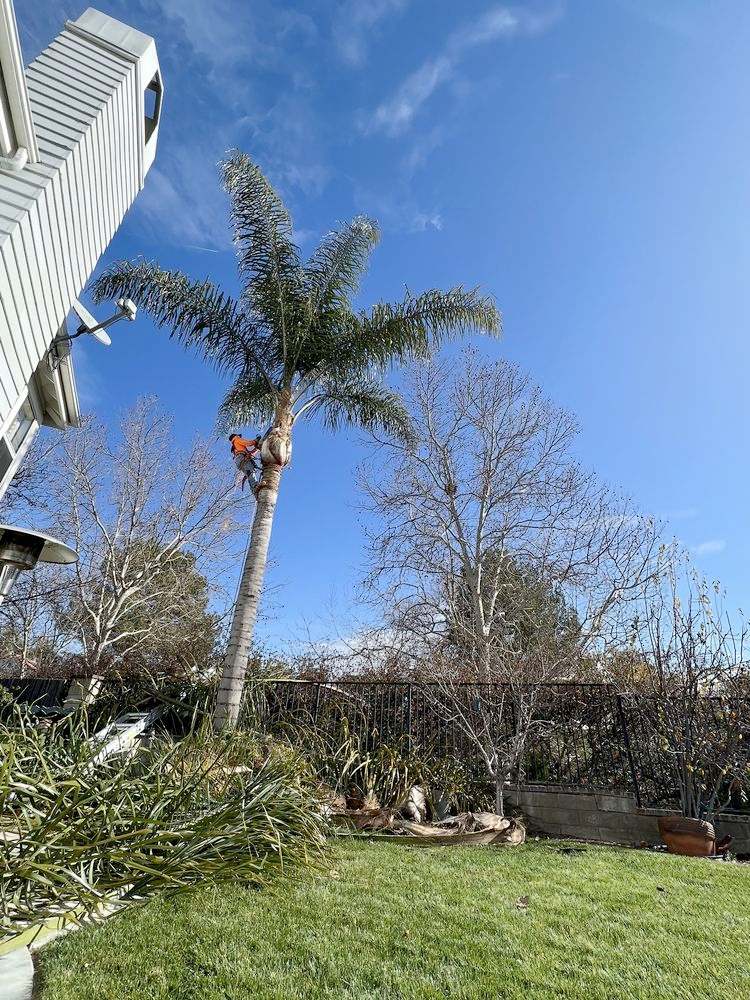 A man is climbing a palm tree in a backyard.